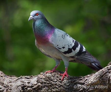 Pigeon In A Tree_48558.jpg - Rock Pigeon (Columba livia), or Rock DovePhotographed in Ottawa, Ontario - the Capital of Canada.